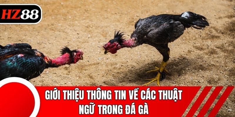 Giới thiệu thông tin về các thuật ngữ trong đá gà